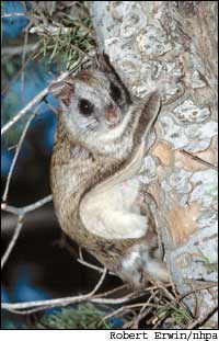 A northern flying squirrel. Note the patagium, the flap of skin that functions as the squirrel?s ?wings.?